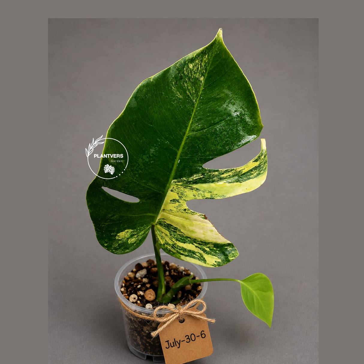 Monstera Aurea Variegated Borsigiana - Monstera Marmota - (July-30-6)