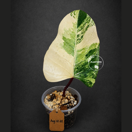 Philodendron Strawberry Shake High Variegated Live Plant - EXACT Same Plant - US Seller