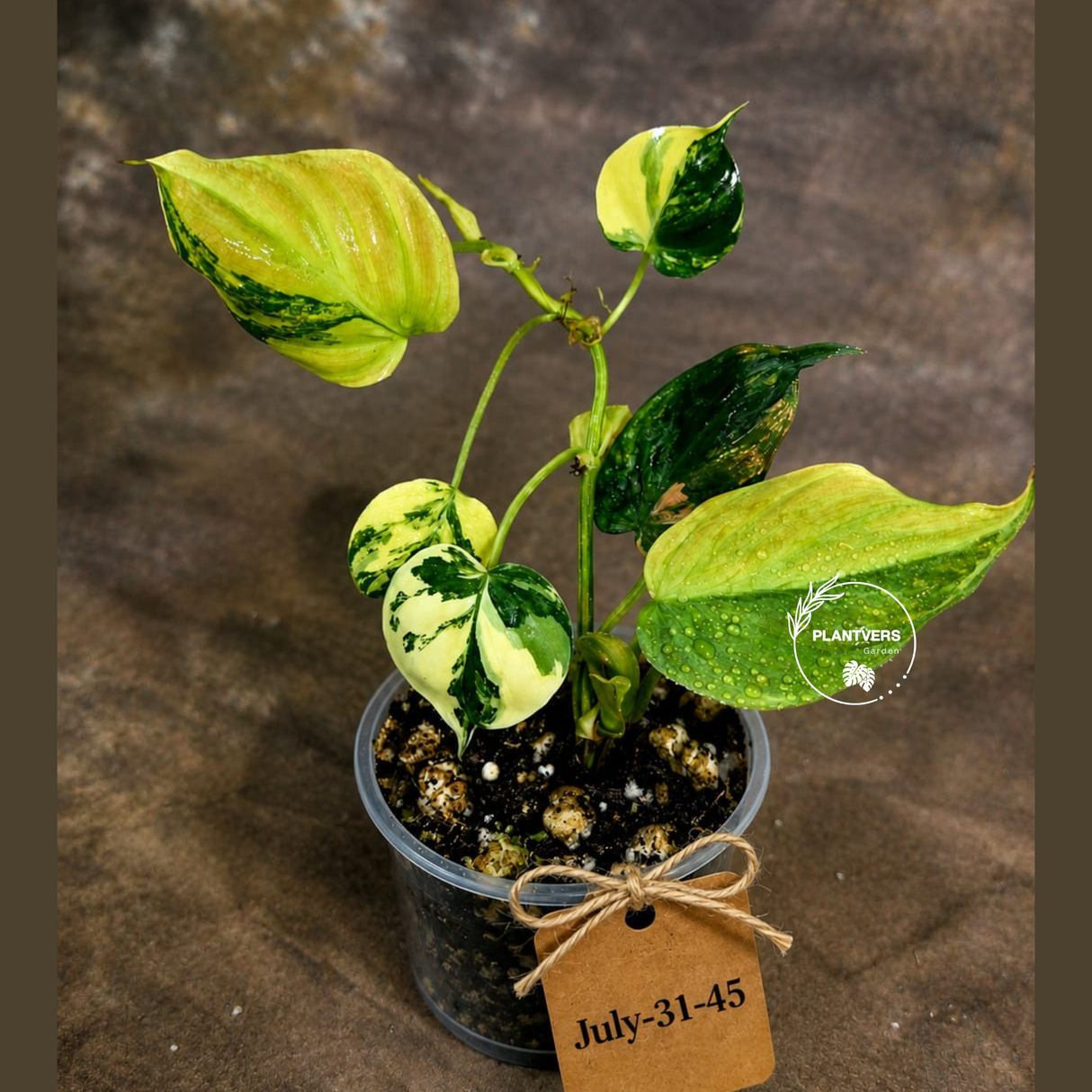 Variegated Philodendron Mican Aurea - (July-31-45)
