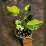 Variegated Philodendron Mican Aurea - (July-31-45)
