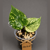 Monstera Deliciosa White Monster - Rare Monstera Beauty - (July-31-47)
