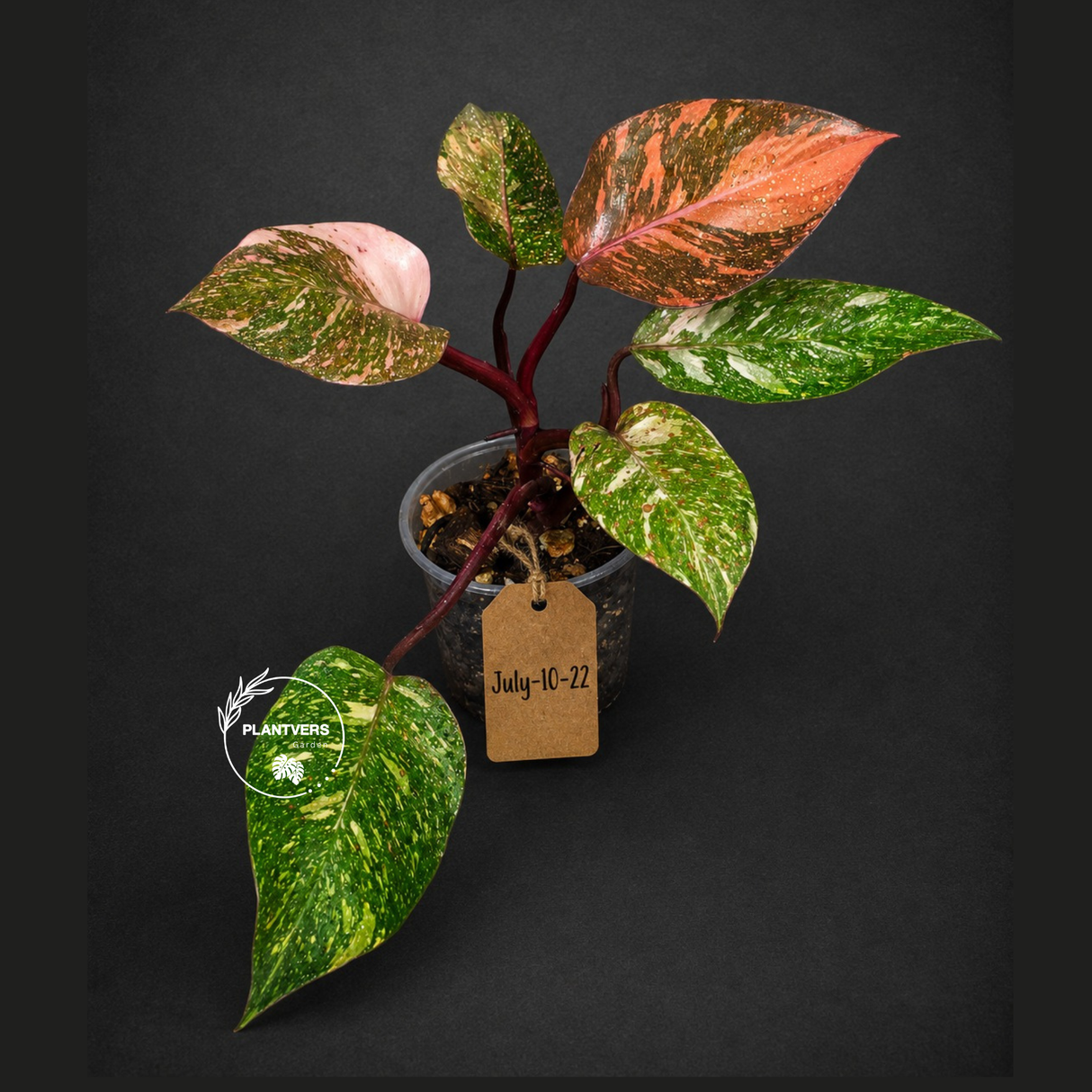 Philodendron Orange Princess Variegated - Rare Aroid Live Plant - Orange Princess Marble