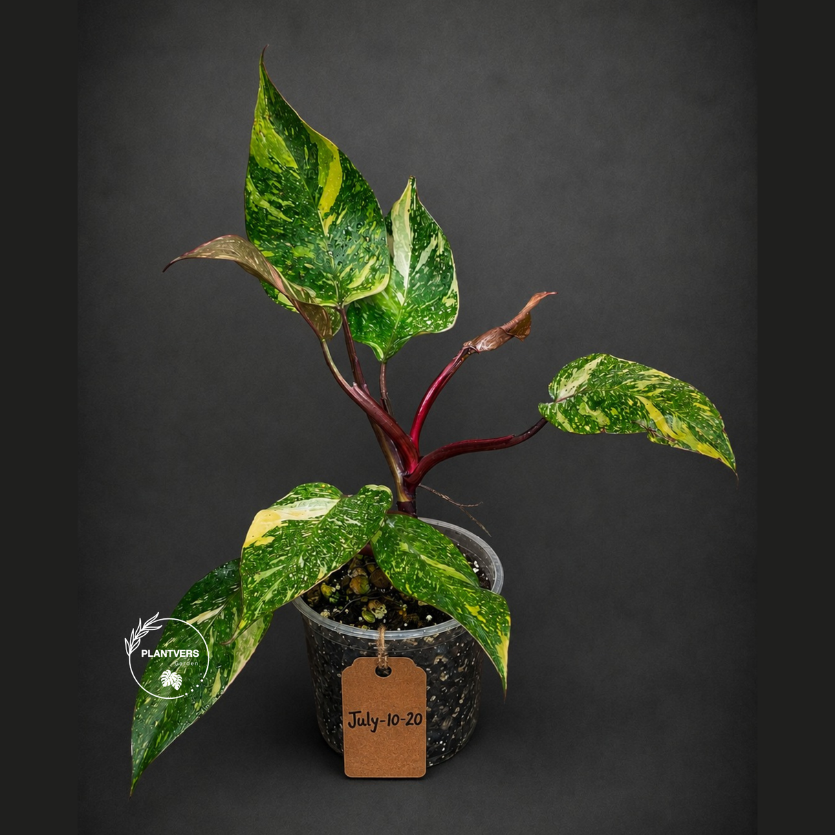 Philodendron Orange Princess Variegated - Rare Aroid Live Plant - Orange Princess Marble