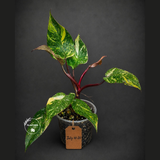 Philodendron Orange Princess Variegated - Rare Aroid Live Plant - Orange Princess Marble