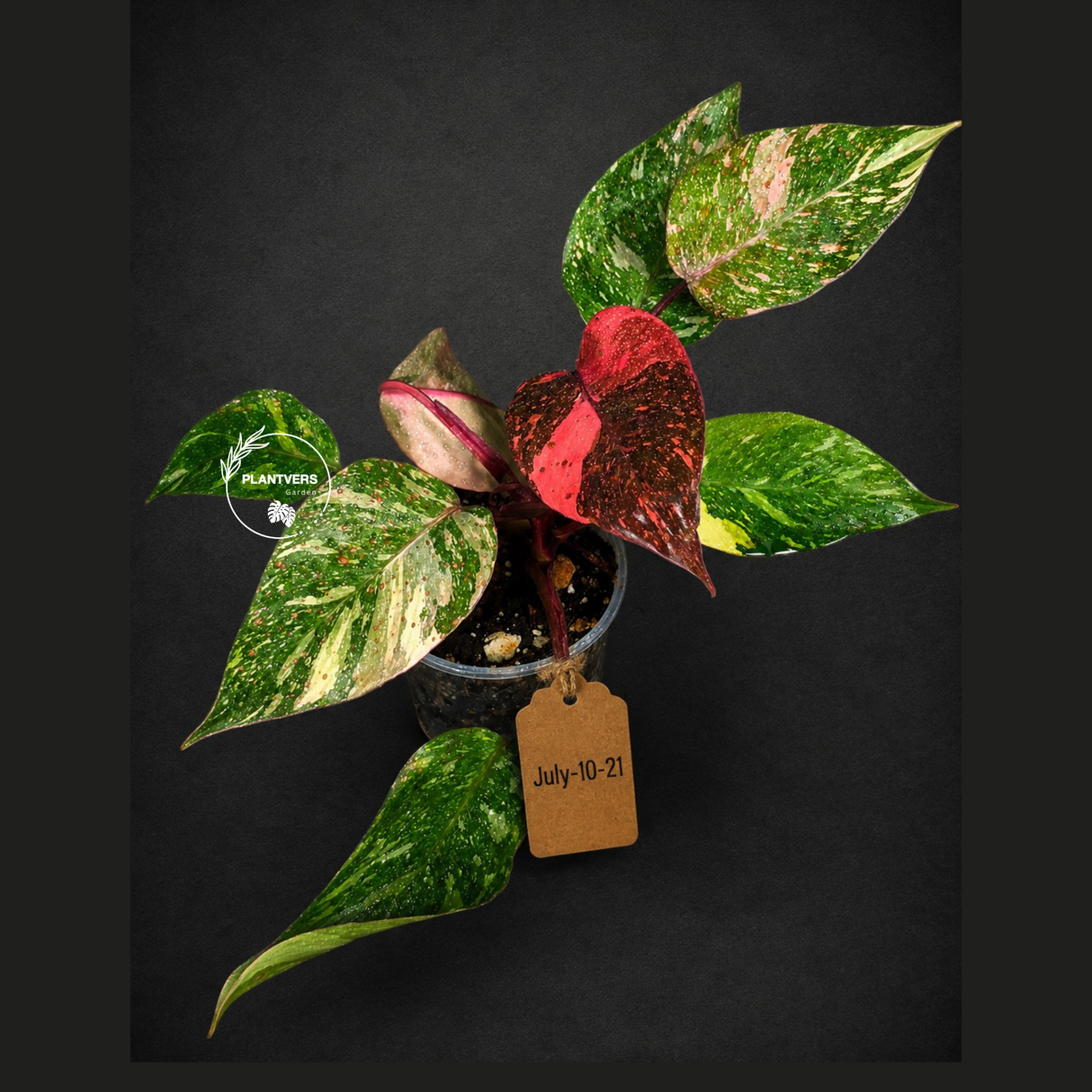 Philodendron Orange Princess Variegated - Rare Aroid Live Plant - Orange Princess Marble