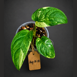 Obliqua Mayuna - Rare Tropical Collectors Plant (Aug-14-20)