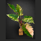 Variegated Philodendron Caramel Marble Live Plant - Rare Collector Philodendron