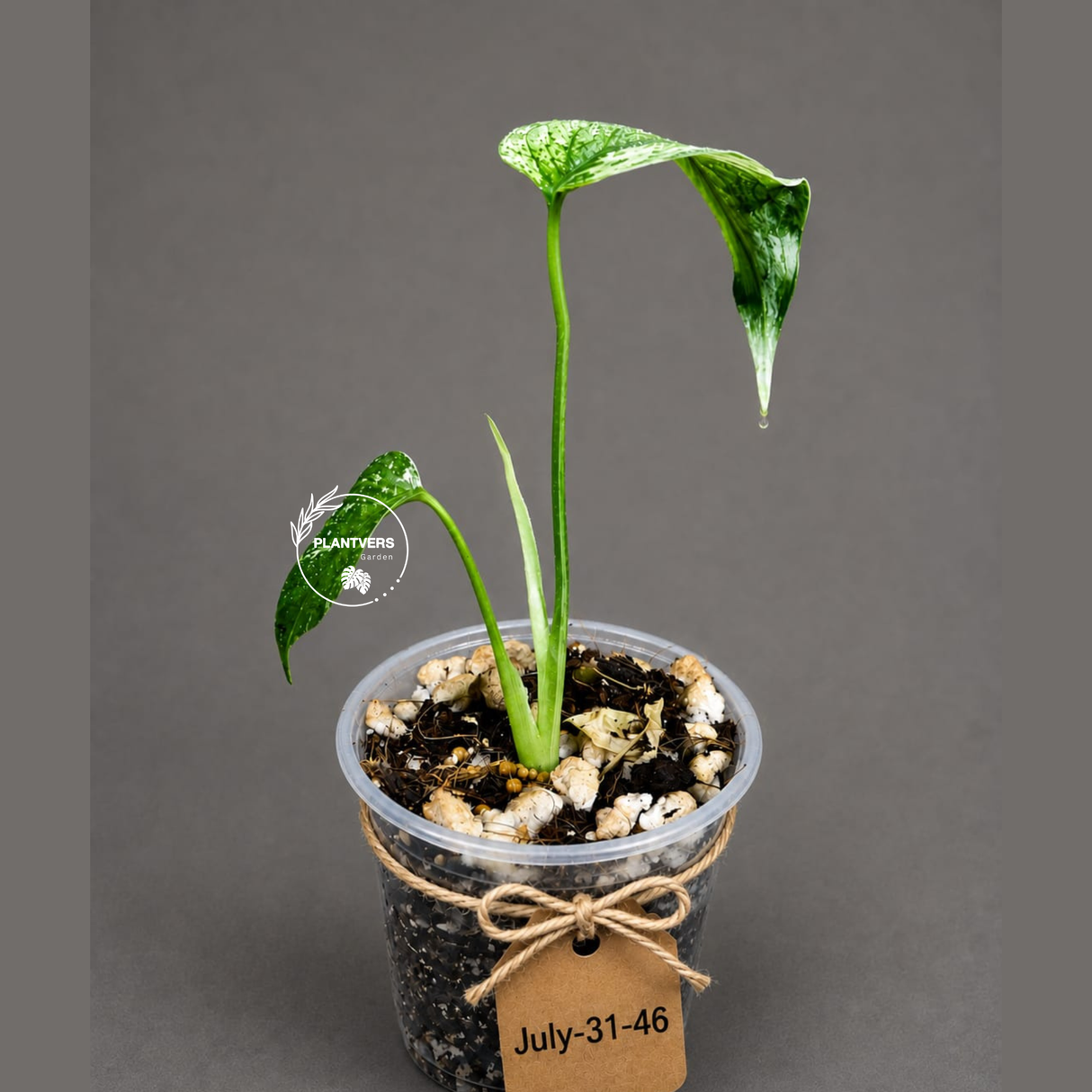 Monstera Deliciosa White Monster - Rare Monstera Beauty - (July-31-46)