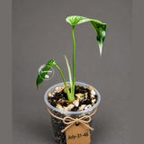 Monstera Deliciosa White Monster - Rare Monstera Beauty - (July-31-46)