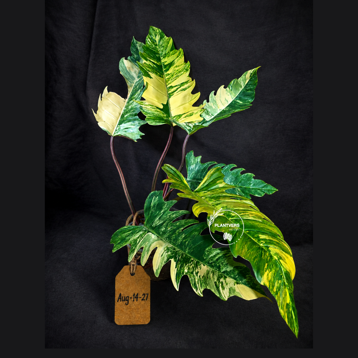 Variegated Philodendron Caramel Marble Live Plant - Rare Collector Philodendron