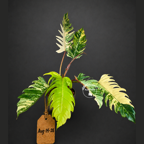 Variegated Philodendron Caramel Marble Live Plant - Rare Collector Philodendron