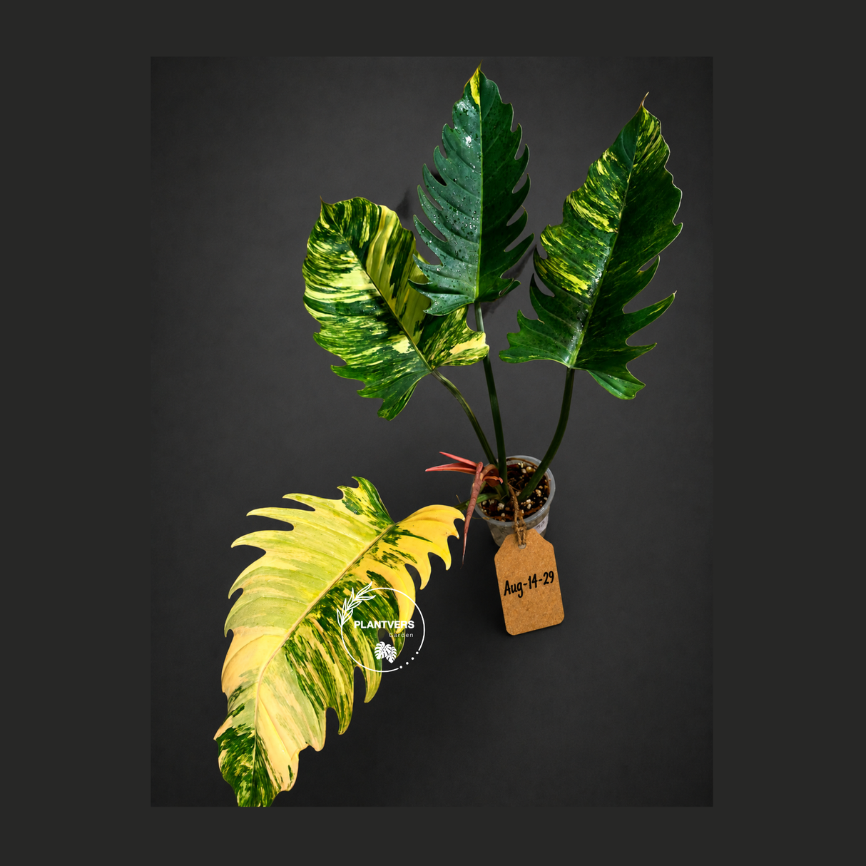 Variegated Philodendron Caramel Marble Live Plant - Rare Collector Philodendron