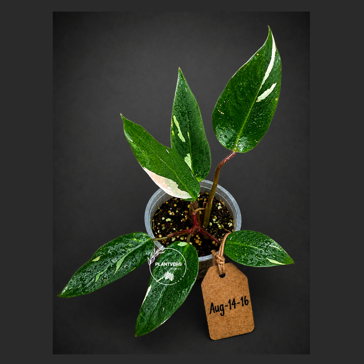 Variegated Philodendron Red Anderson - Rare Tricolor (Aug-14-16)