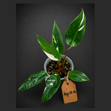 Variegated Philodendron Red Anderson - Rare Tricolor (Aug-14-16)