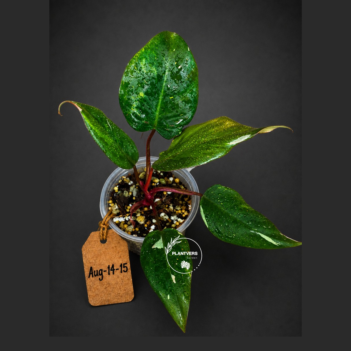 Variegated Philodendron Red Anderson - Rare Tricolor (Aug-14-15)
