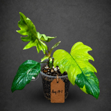 Philodendron Radiatum Variegated - EXACT Plant  (Aug-14-1)