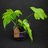 Philodendron Radiatum Variegated - EXACT Plant  (Aug-14-2)