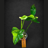 Variegated Philodendron Bipennifolium “Violin” (Aug-14-4)