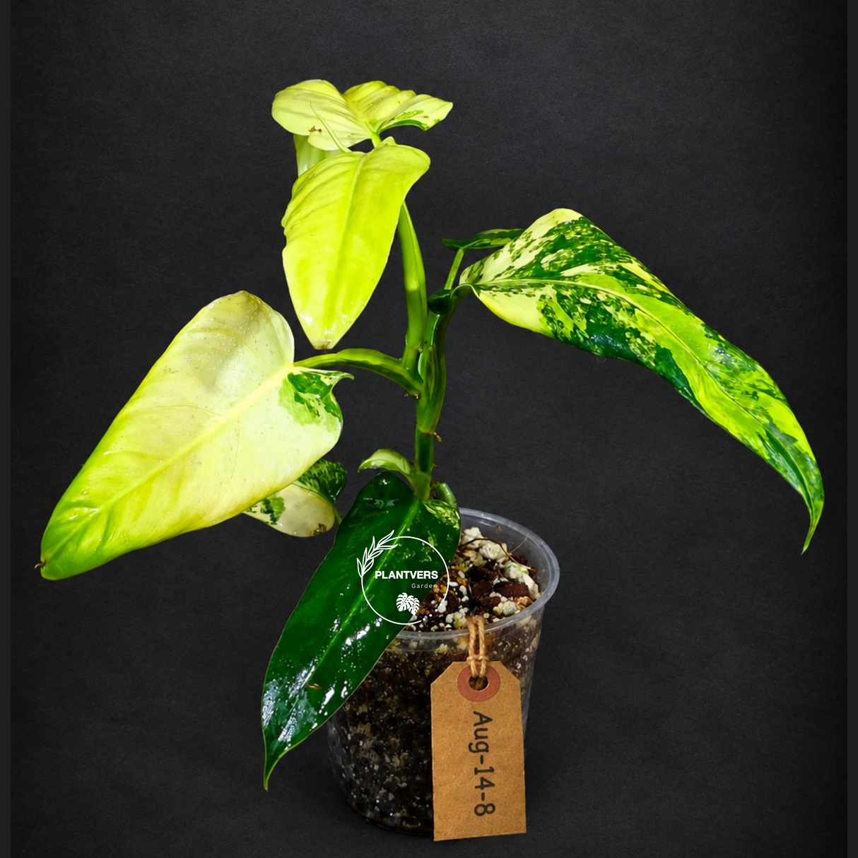 Philodendron Domesticum Variegated Plant - EXACT Plant- (Aug-14-8)