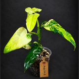 Philodendron Domesticum Variegated Plant - EXACT Plant- (Aug-14-8)