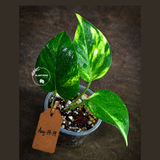 Variegated Golden Flame Epipremnum Pinnatum - Exact Plant - (Aug-14-19)