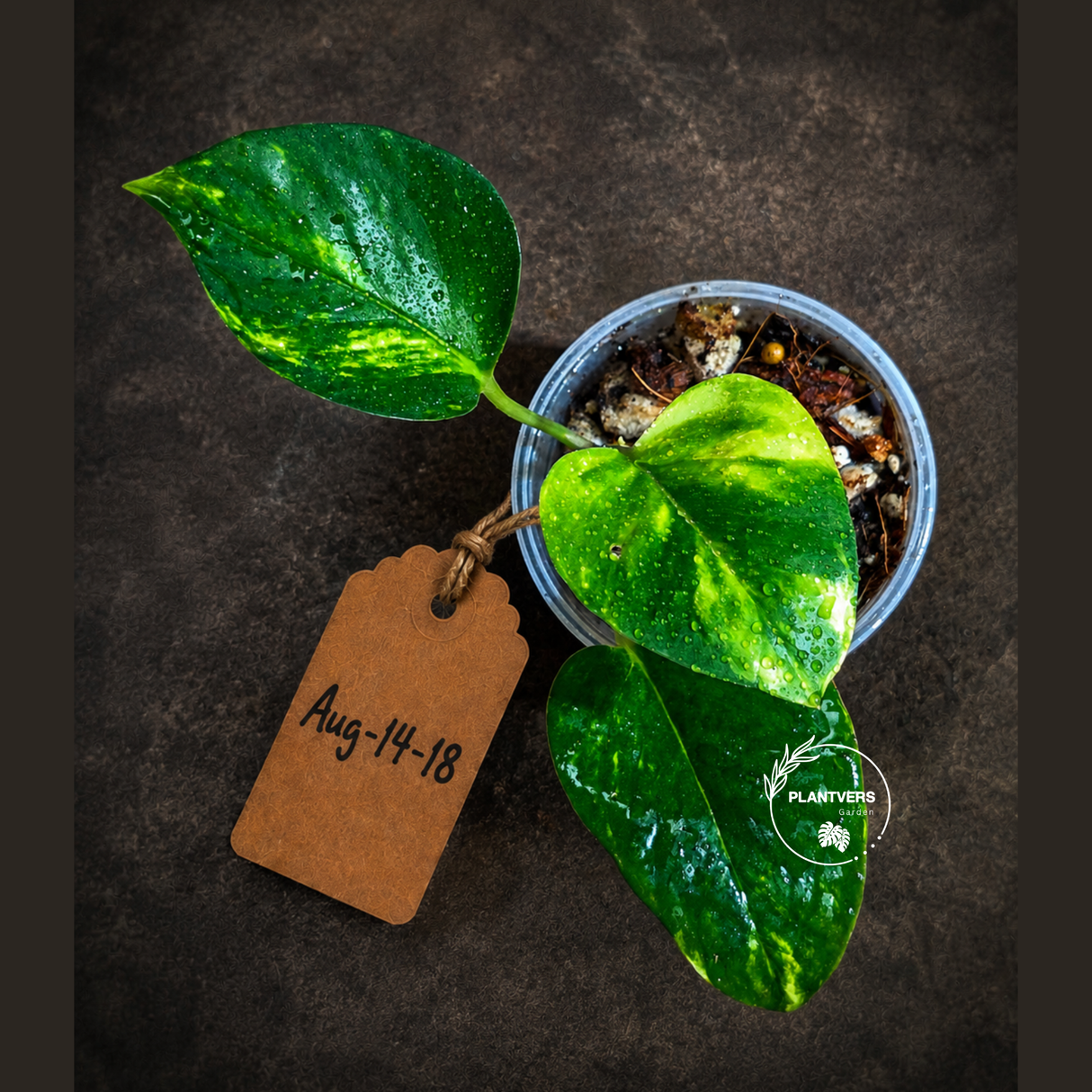 Variegated Golden Flame Epipremnum Pinnatum - Exact Plant - (Aug-14-18)