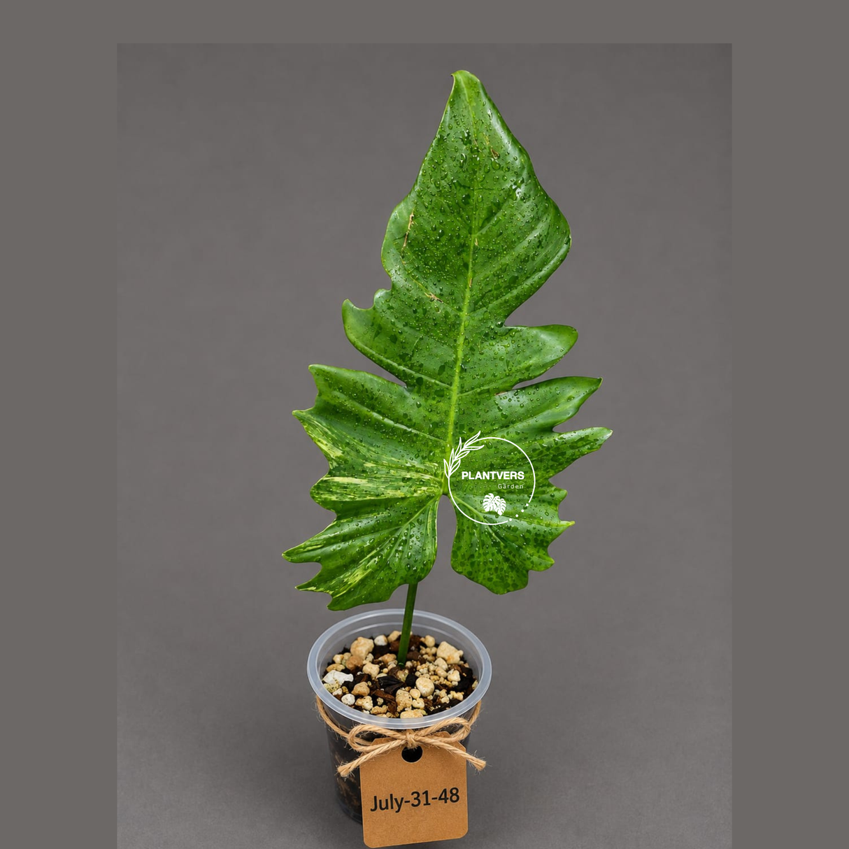 Variegated Philodendron Florida Beauty x Mayoi - (July-31-48)