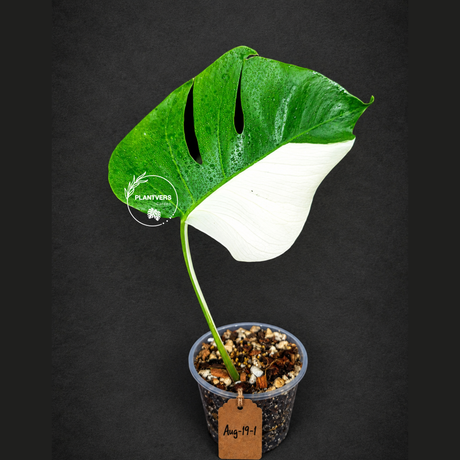 Variegated Monstera Albo - Rare Live Indoor Houseplant - Easy Care Collector Plant  - *EXACT PLANT* - US Seller
