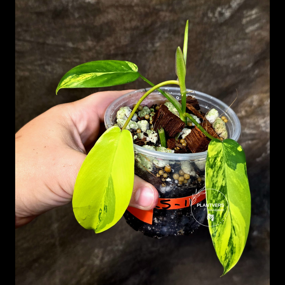 Variegated Philodendron Florida Beauty – Exact Plant –  (June-25-11)