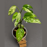 Epipremnum Pinnatum Albo Live Plant - Rare Variegated Houseplant - Tropical Plant - Exact Plant