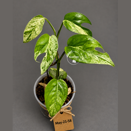 Epipremnum Pinnatum Albo Live Plant - Rare Variegated Houseplant - Tropical Plant - Exact Plant