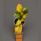 Variegated Black Cardinal Philodendron - Extremely RARE Collector Plant - US Seller - EXACT Same Plant