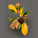 Variegated Black Cardinal Philodendron - Extremely RARE Collector Plant - US Seller - EXACT Same Plant