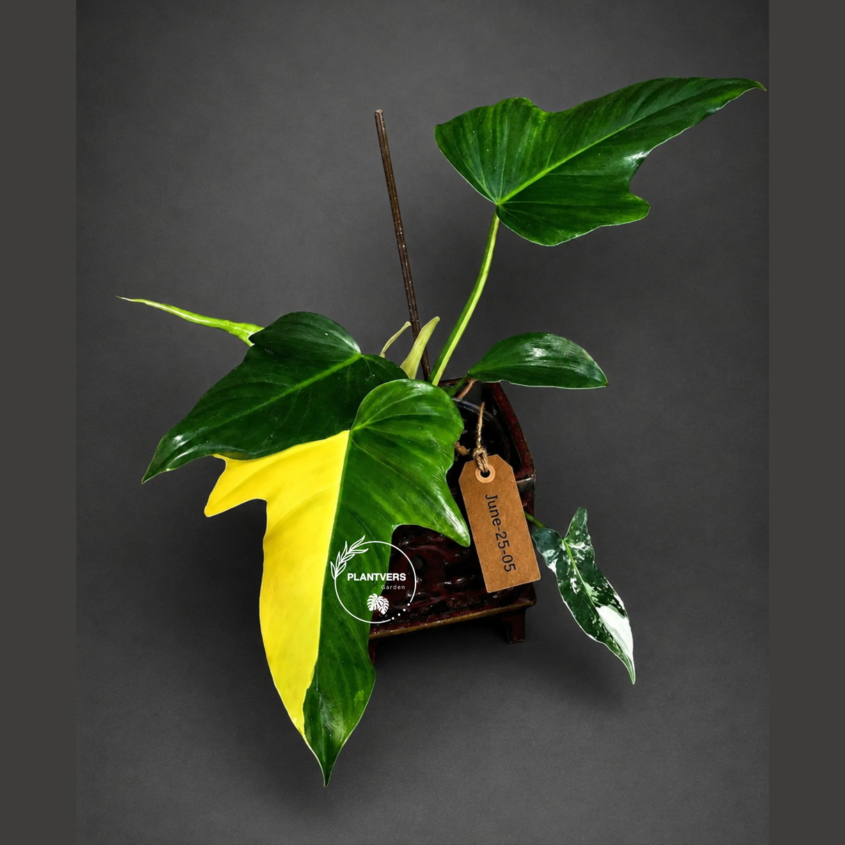 Philodendron Golden Dragon Variegated Potted Plant - Rare Indoor Plants - EXACT Same plant - US Seller