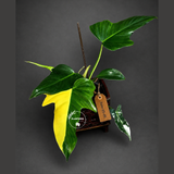 Philodendron Golden Dragon Variegated Potted Plant - Rare Indoor Plants - EXACT Same plant - US Seller