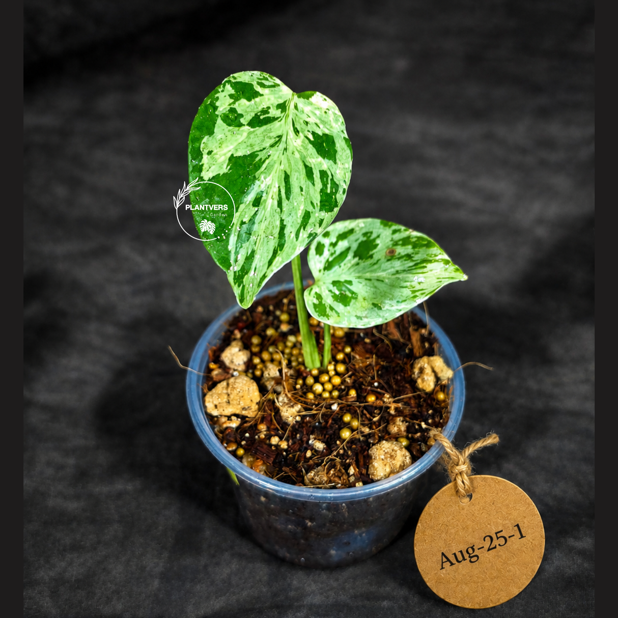 Monstera “Bulbasaur” Variegated - Exact Plant - (Aug-25-1)