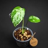 Monstera “Bulbasaur” Variegated - Exact Plant - (Aug-25-2)