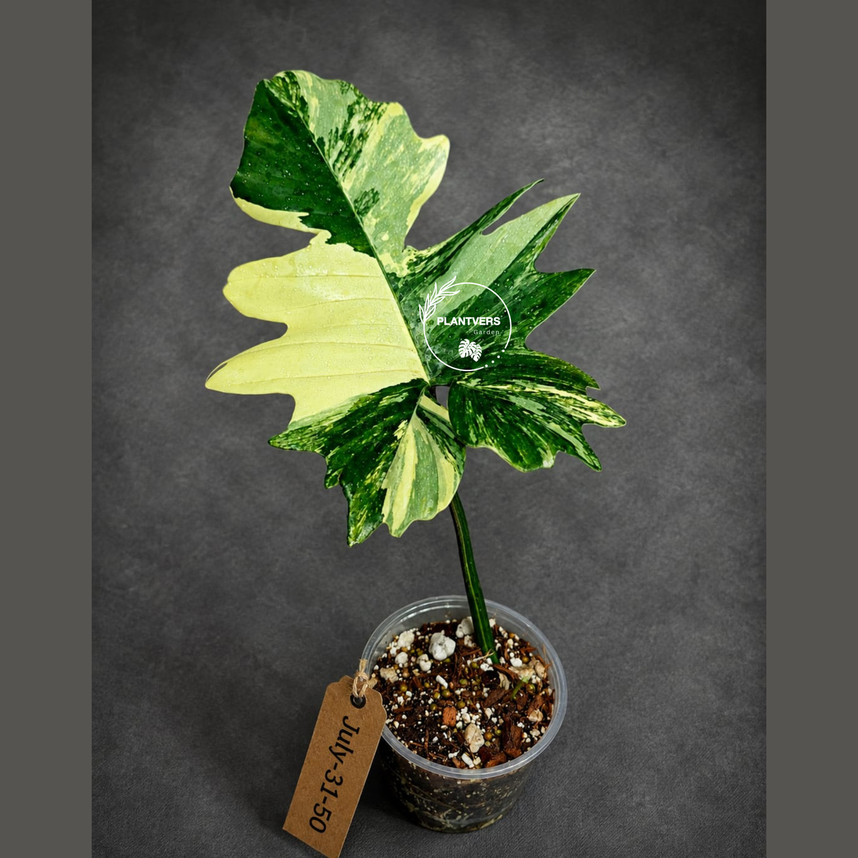Variegated Philodendron Florida Beauty x Mayoi - (July-31-50)