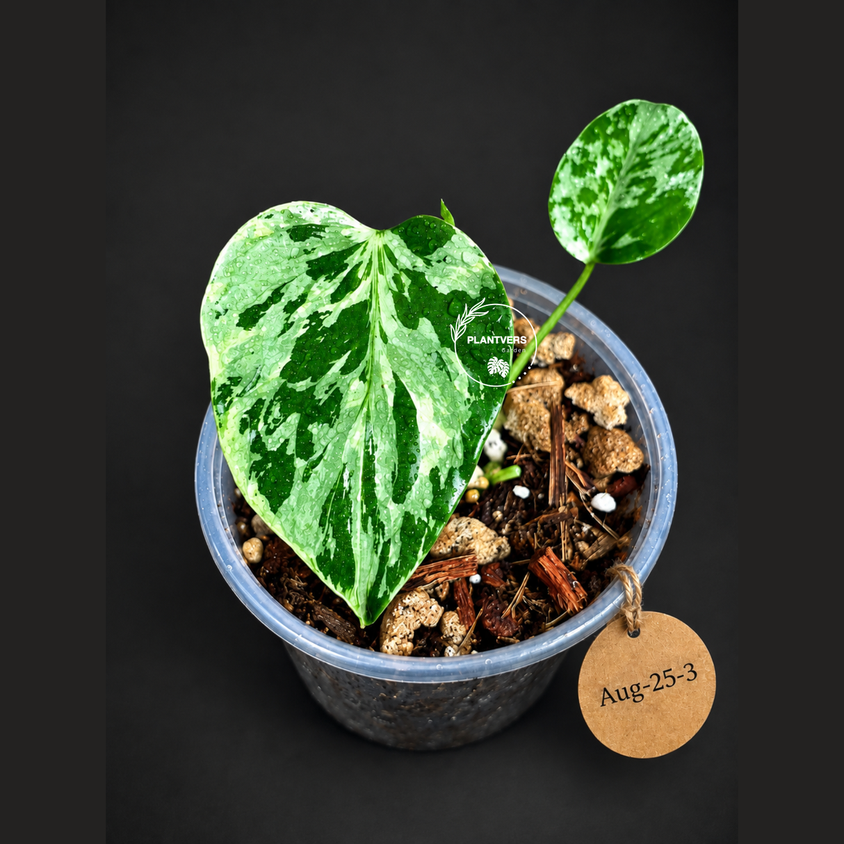 Monstera “Bulbasaur” Variegated - Exact Plant - (Aug-25-3)
