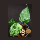 Monstera “Bulbasaur” Variegated - Exact Plant - (Aug-25-6)