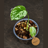 Monstera “Bulbasaur” Variegated - Exact Plant - (Aug-25-7)