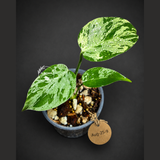 Monstera “Bulbasaur” Variegated - Exact Plant - (Aug-25-9)