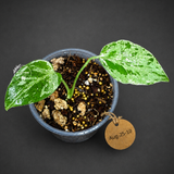 Monstera “Bulbasaur” Variegated - Exact Plant - (Aug-25-10)