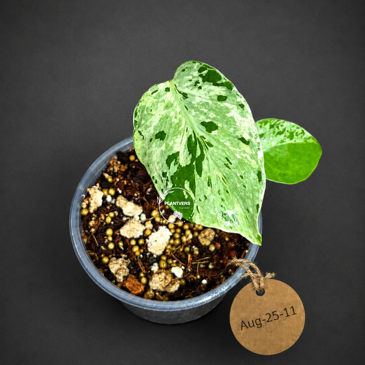 Monstera “Bulbasaur” Variegated - Exact Plant - (Aug-25-11)