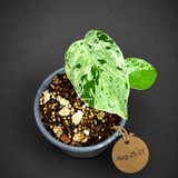 Monstera “Bulbasaur” Variegated - Exact Plant - (Aug-25-11)