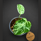 Monstera “Bulbasaur” Variegated - Exact Plant - (Aug-25-12)