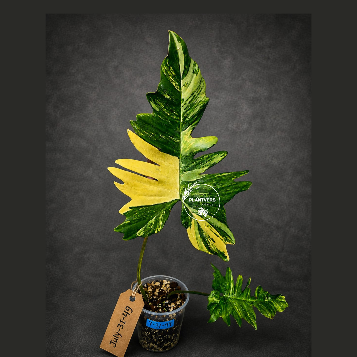 Variegated Philodendron Florida Beauty x Mayoi - (July-31-49)