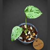 Monstera “Bulbasaur” Variegated - Exact Plant - (Aug-25-13)