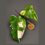 Rare Philodendron Strawberry Shake Variegated (Sep-2-3)