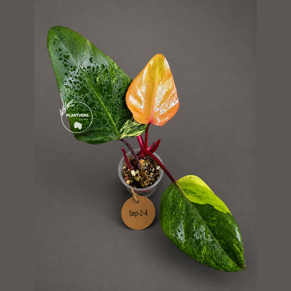 Rare Philodendron Strawberry Shake Variegated (Sep-2-4)